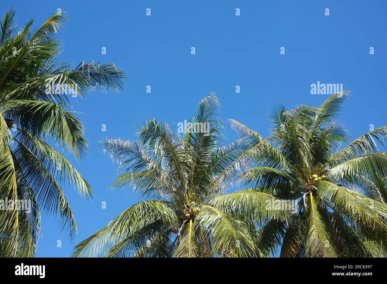 Cima di palme da cocco Cocos nucifera contro il cielo azzurro Foto Stock