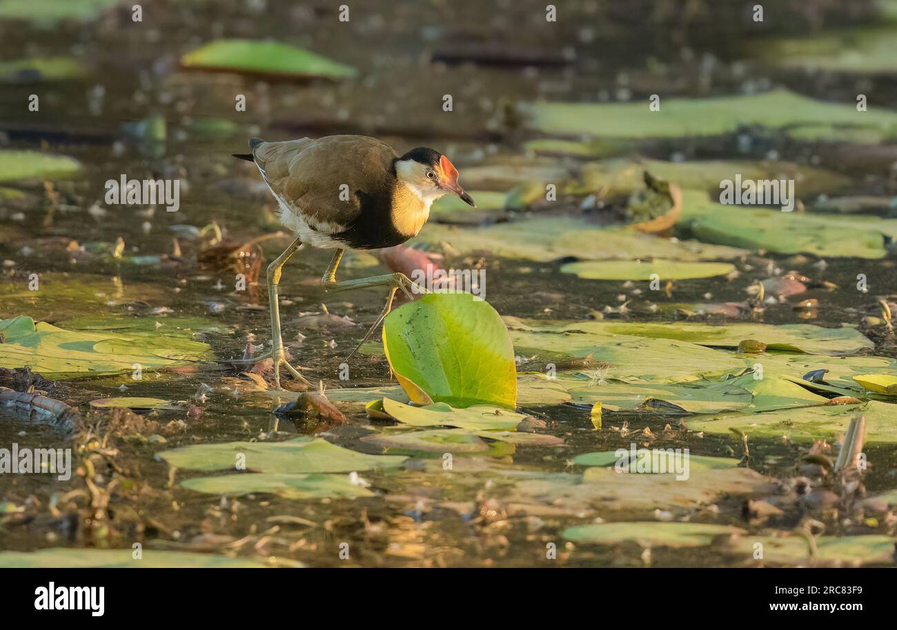 La Jacana (Irediparra gallinacea), nota anche come Lotusbird o Lilytrotter, altre specie di jacana, è adattata alla pianta galleggiante Foto Stock