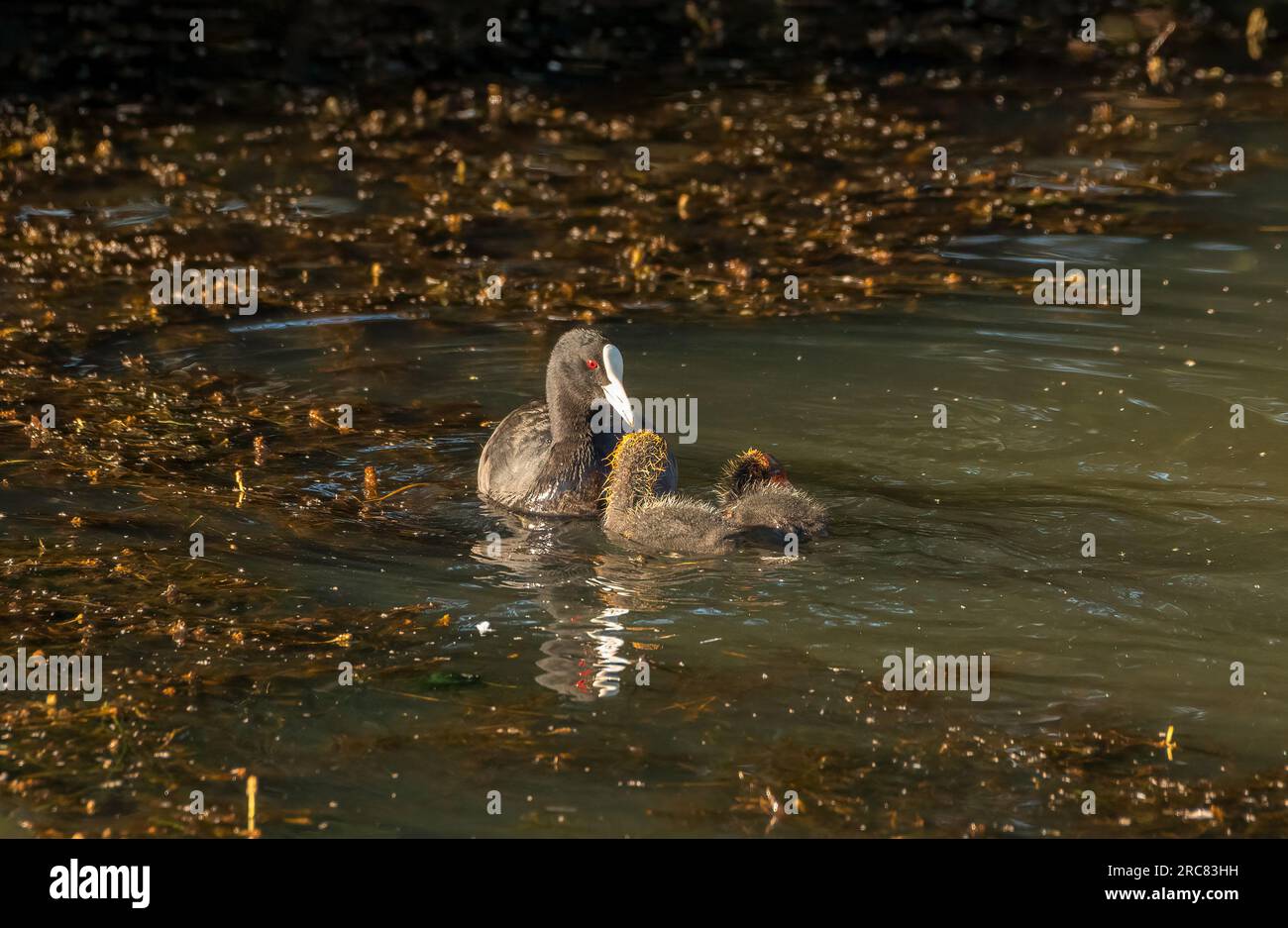 Culo australiano (Fulica ata australis ) con due giovani pulcini alla luce del sole del mattino presto. Foto Stock