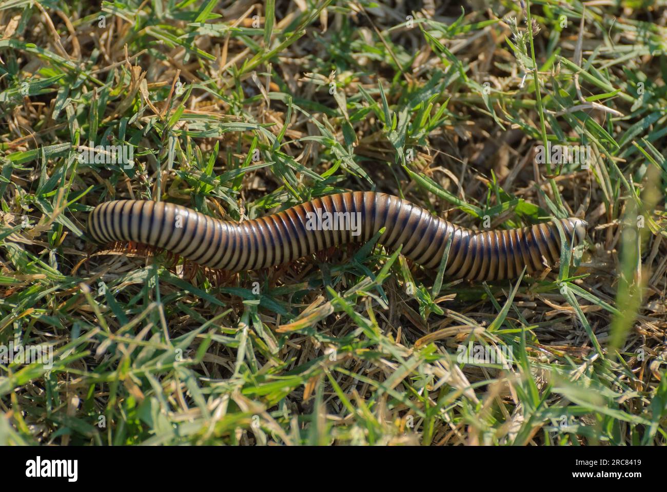 Shongololo, la più grande specie esistente di millipedi, che attraversa un prato di kikuyu in Africa Foto Stock