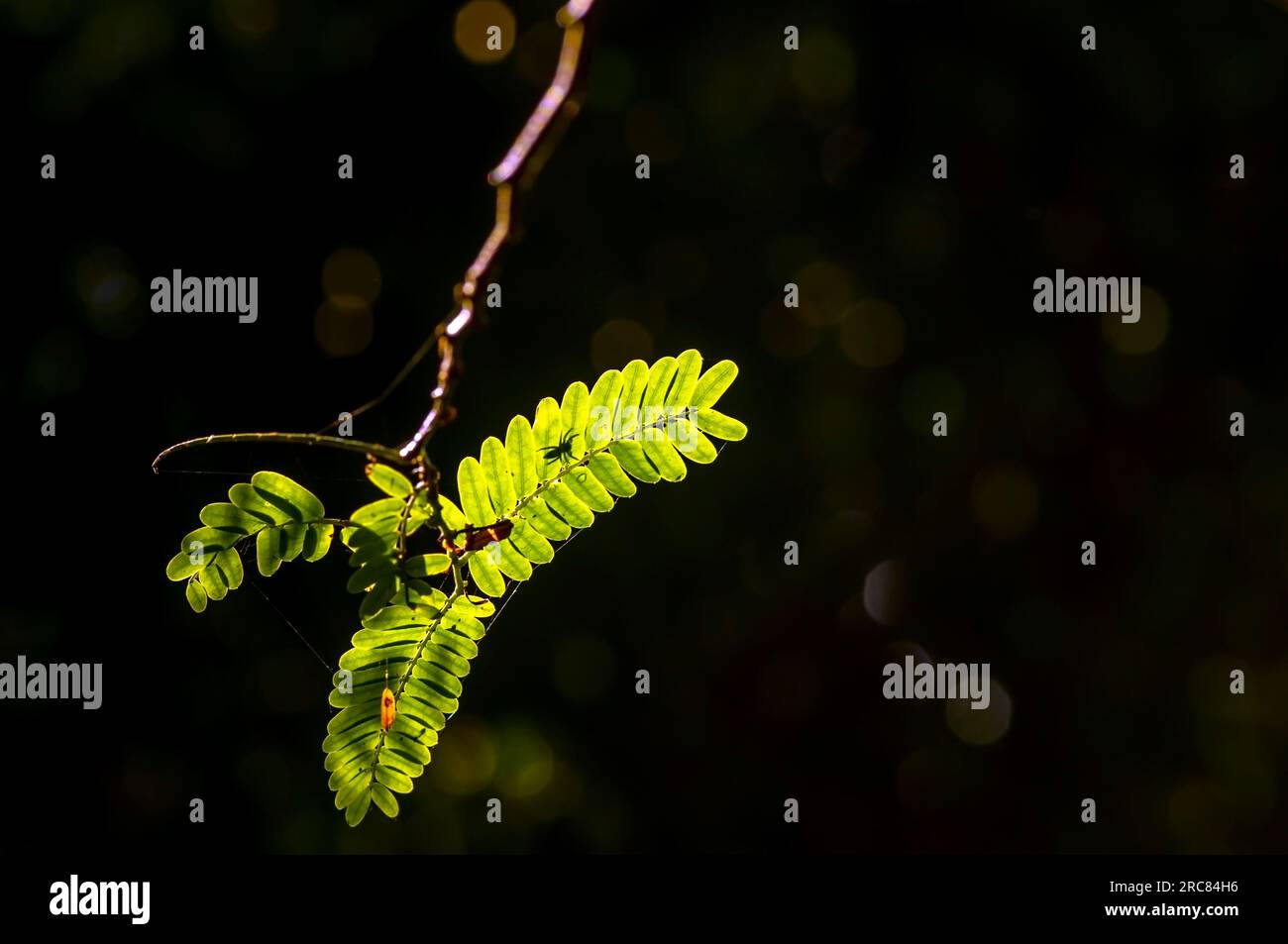 Tamarindo di fiume (Leucaena leucocephala) foglie verdi e silhouette a ragno, con sfondo scuro per sfondo naturale. Foto Stock