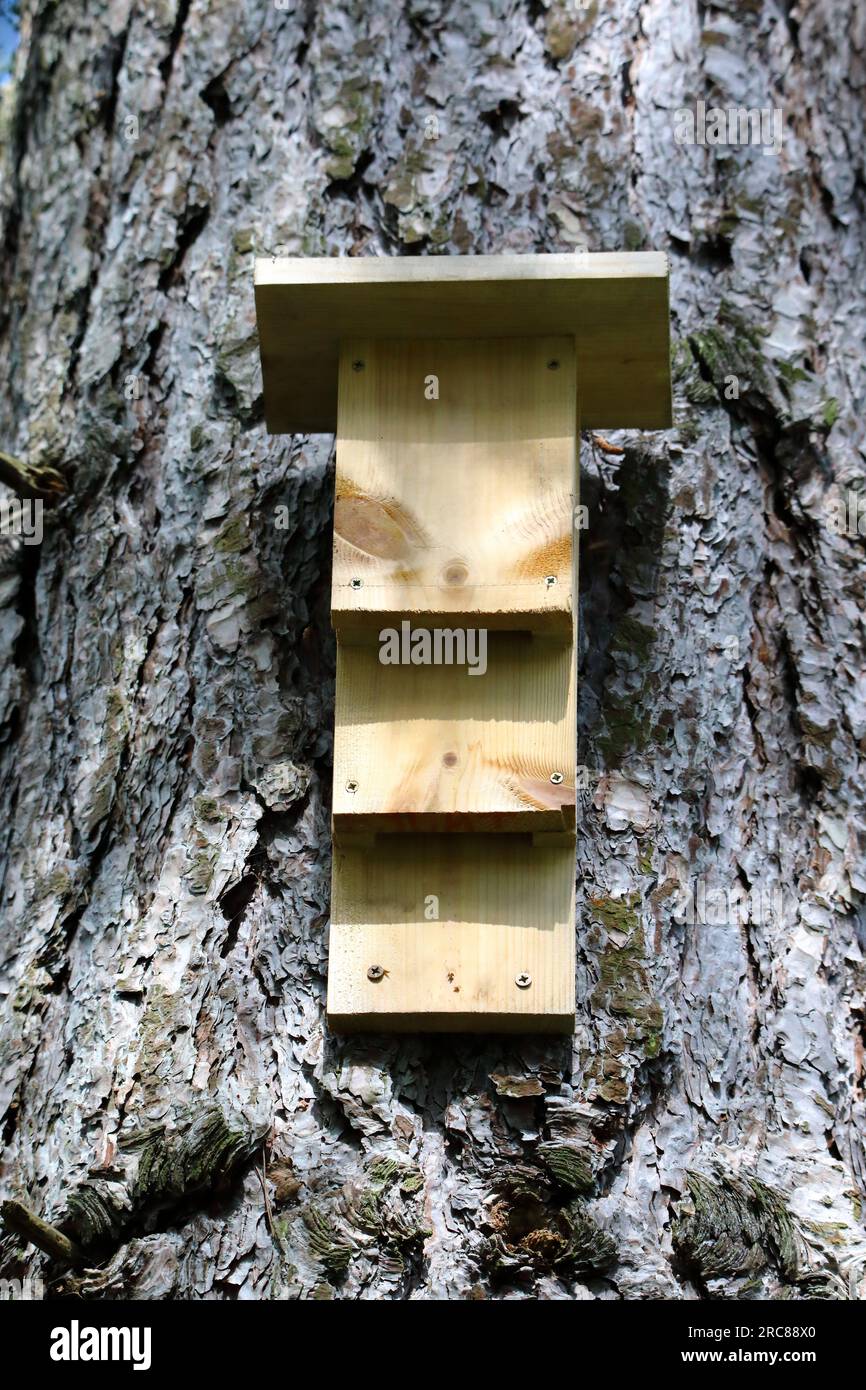 bat box su un albero nel parco Clummber Foto Stock