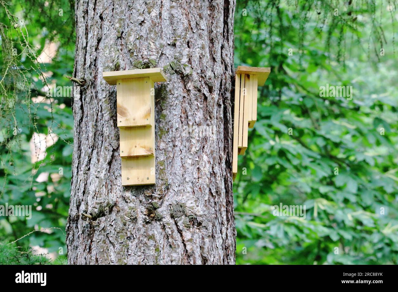 2 bat box su un albero nel parco Clummber Foto Stock