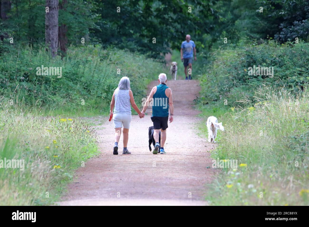 una coppia più anziana che si tiene per mano mentre cammina con i propri cani Foto Stock