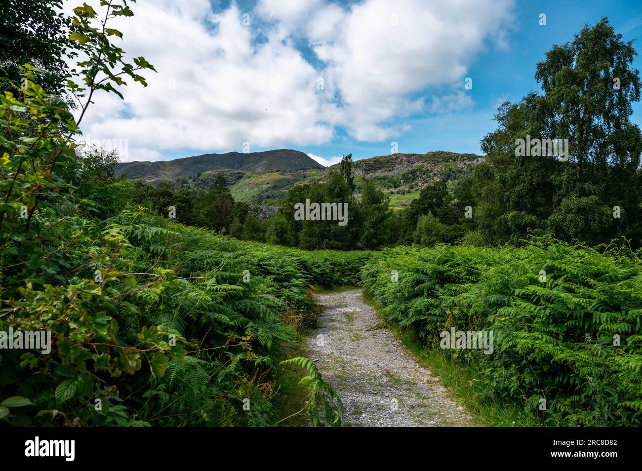 Tranquil Footpath, Lake District, Cumbria, Inghilterra, Regno Unito Foto Stock