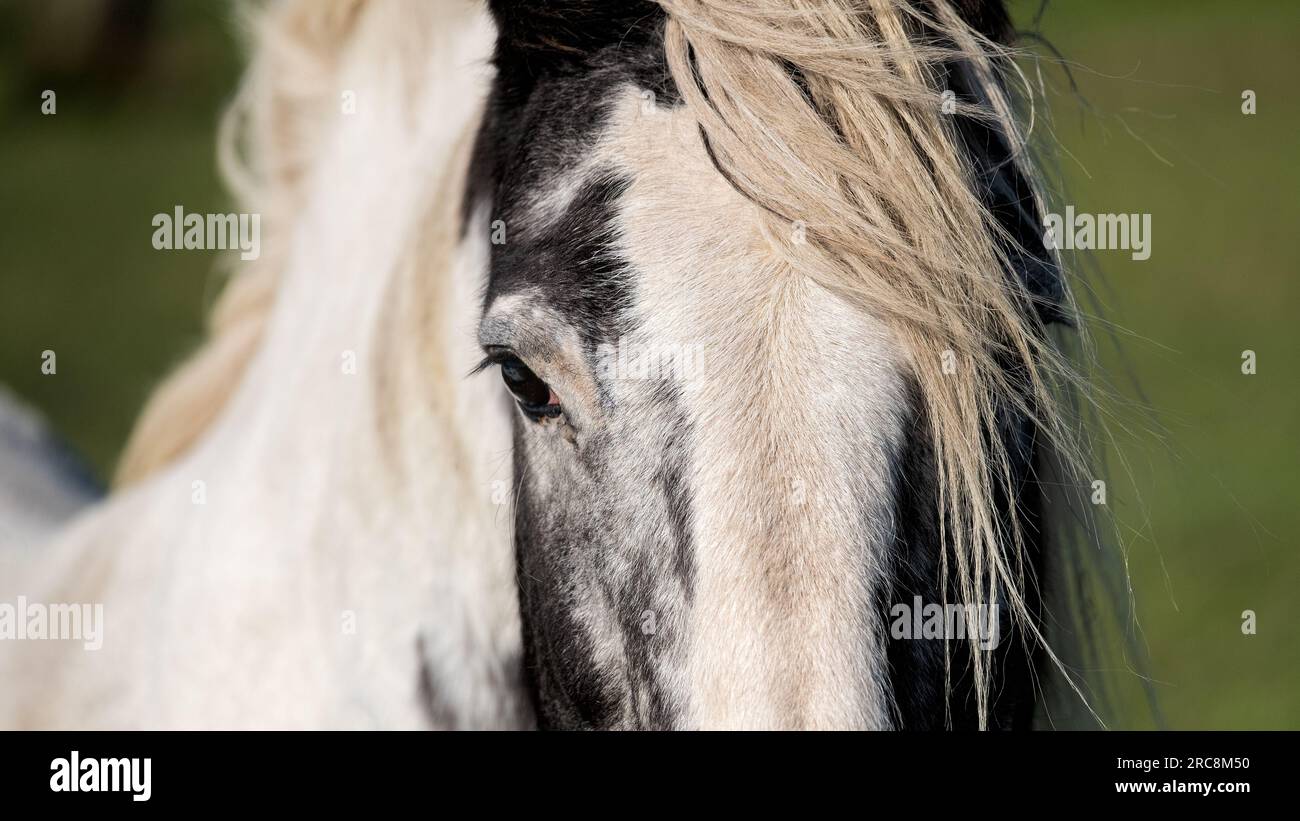 White Horse ritratto Foto Stock