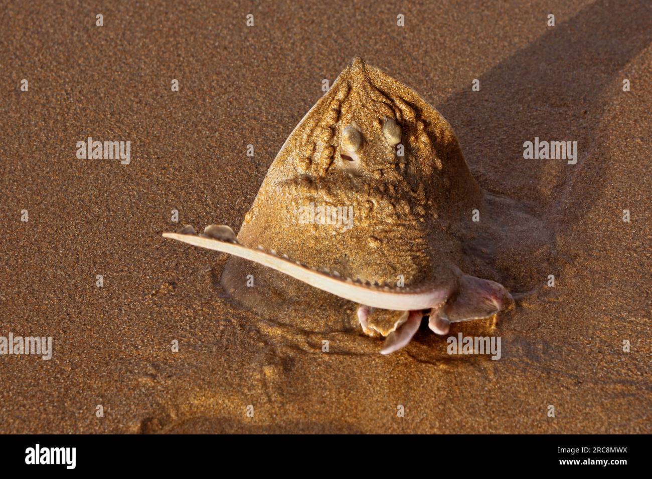 Una pista di pattinaggio su una spiaggia sabbiosa è rimasta arenata dalla marea che si allontana Foto Stock