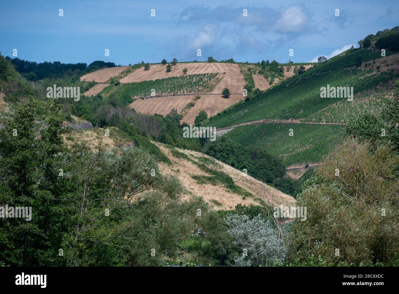 Neumagen Dhron, Germania. 13 luglio 2023. Tra i vigneti si possono vedere aree erbose asciutte. Credito: Harald Tittel/dpa/Alamy Live News Foto Stock