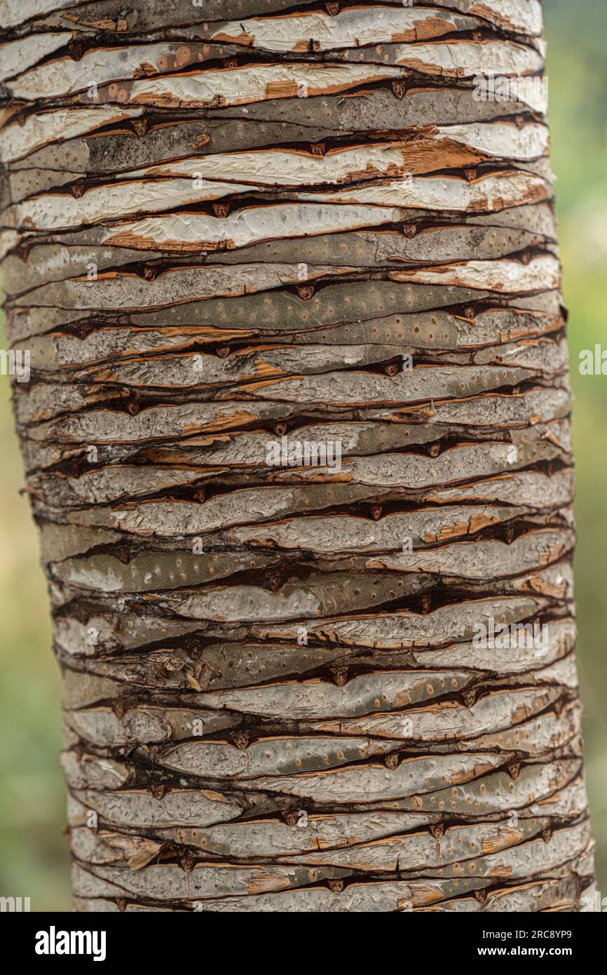 Dragon Tree: Dracaena draco ssp. ajgal. Dettaglio della corteccia su un albero giovane Foto Stock