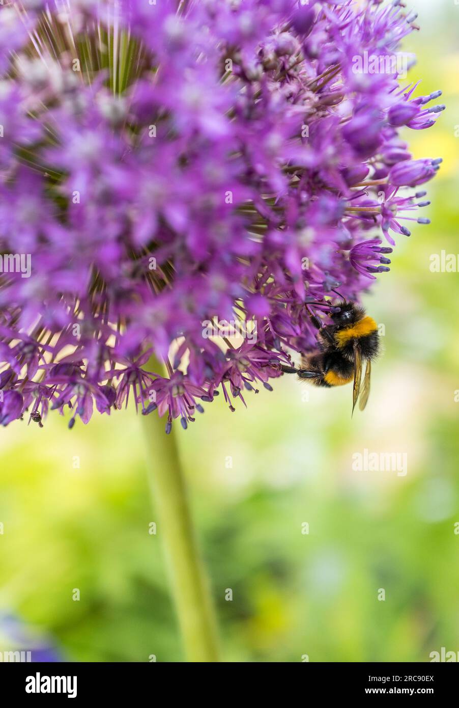 Pianta viola Allium Ambassador in fiore pieno con Bumble Bee. Foto Stock