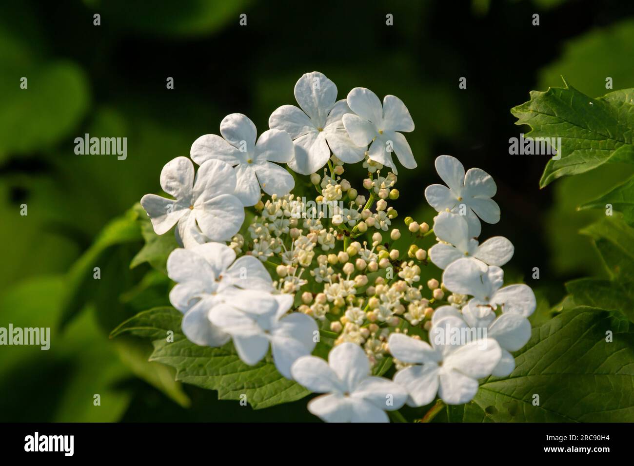 Guelder Rose Bush. Foto in giardino. Viburnum Flowers Bloom. Foto Stock