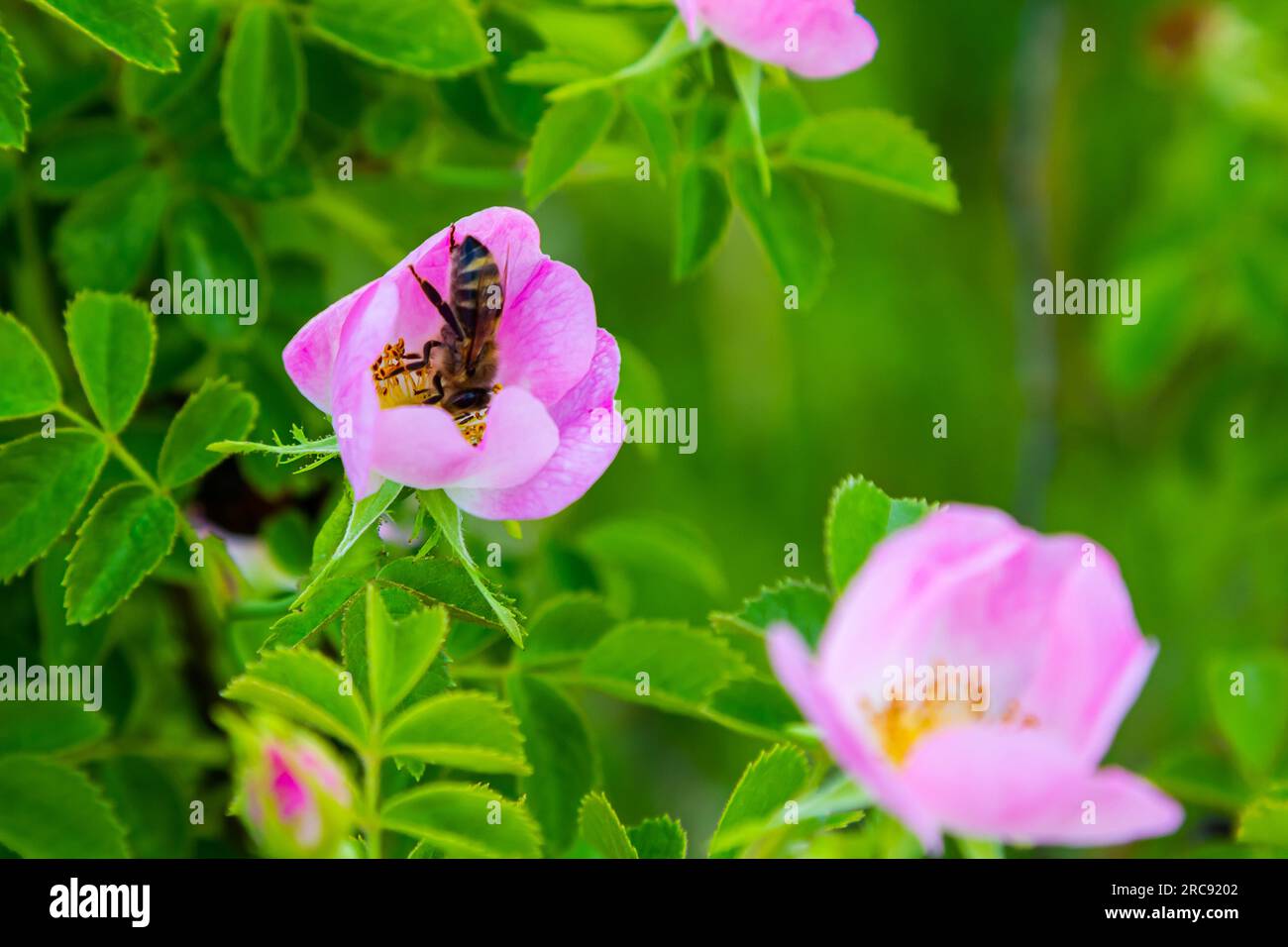 Dall'alto primo piano del colorato fiore Rosa canina con petali rosa e steli che crescono in giardino su sfondo sfocato. Foto Stock