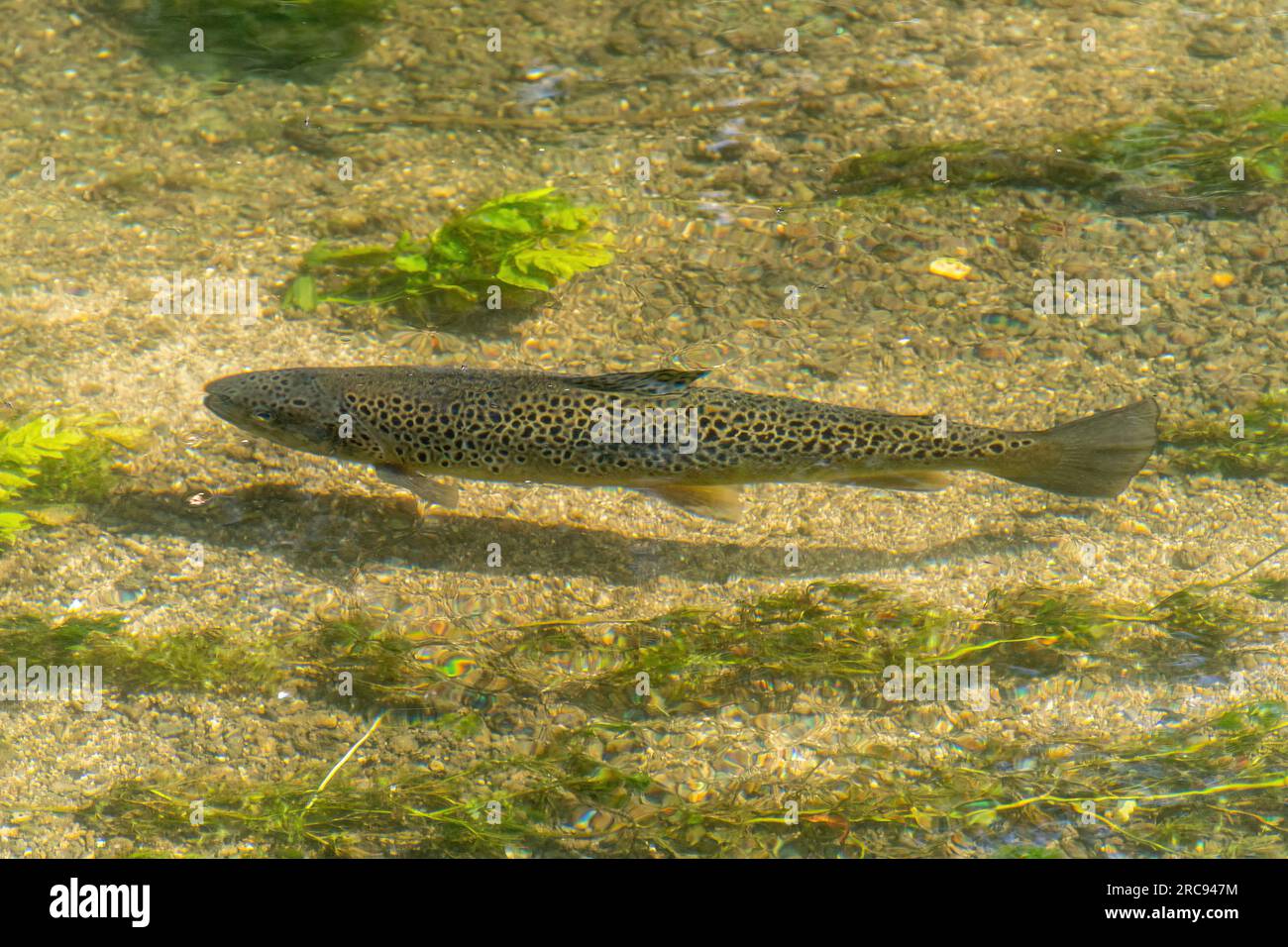 Pesci di trota (Salmo trutta) nel fiume test, un ruscello di gesso trasparente nell'Hampshire, Inghilterra, Regno Unito Foto Stock