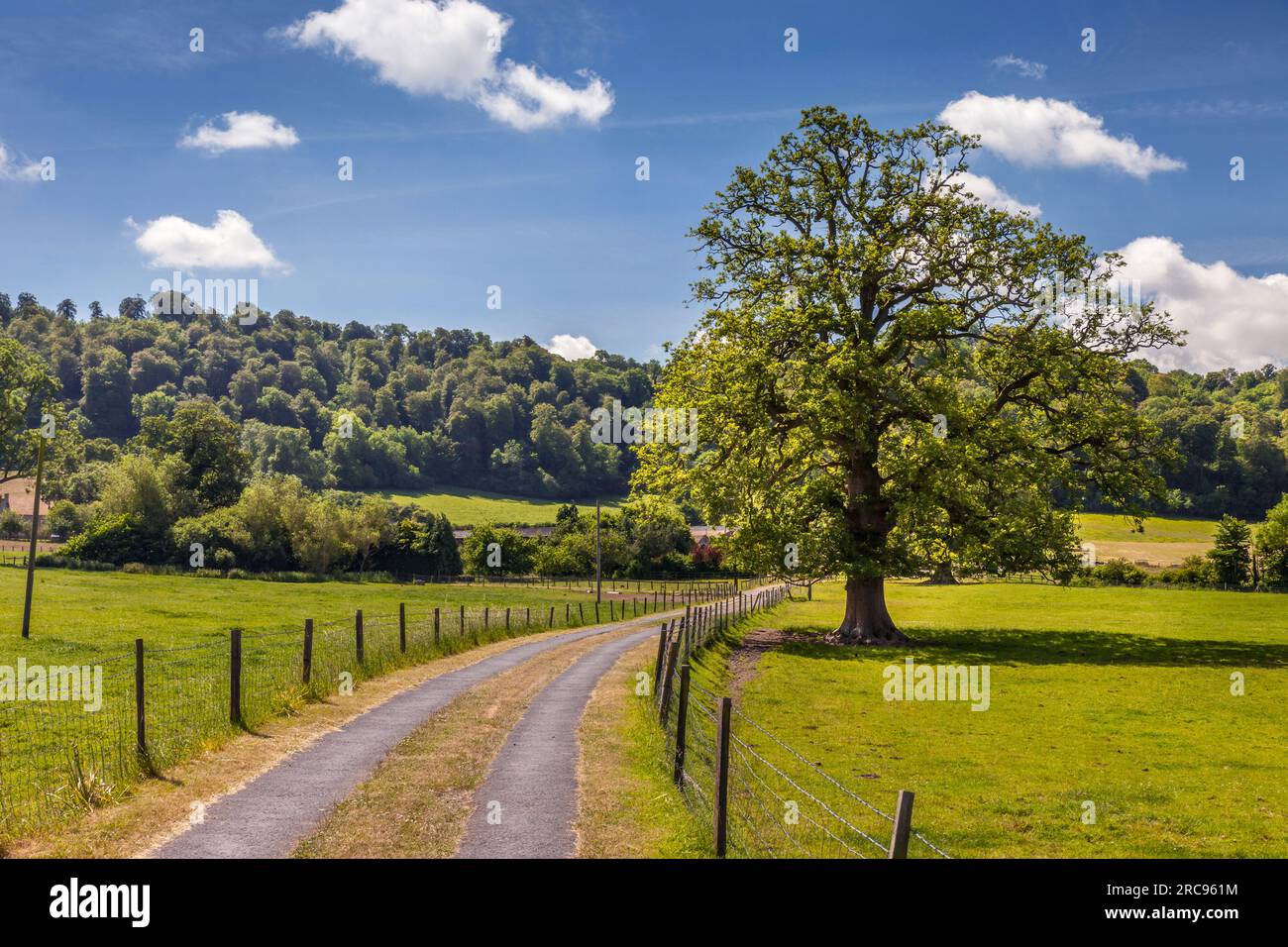Geografia / viaggi, Gran Bretagna, Gloucestershire, Nympsfield, Oak in the Woodchester Park, ULTERIORI-DIRITTI-CLEARANCE-INFO-NOT-AVAILABLE Foto Stock