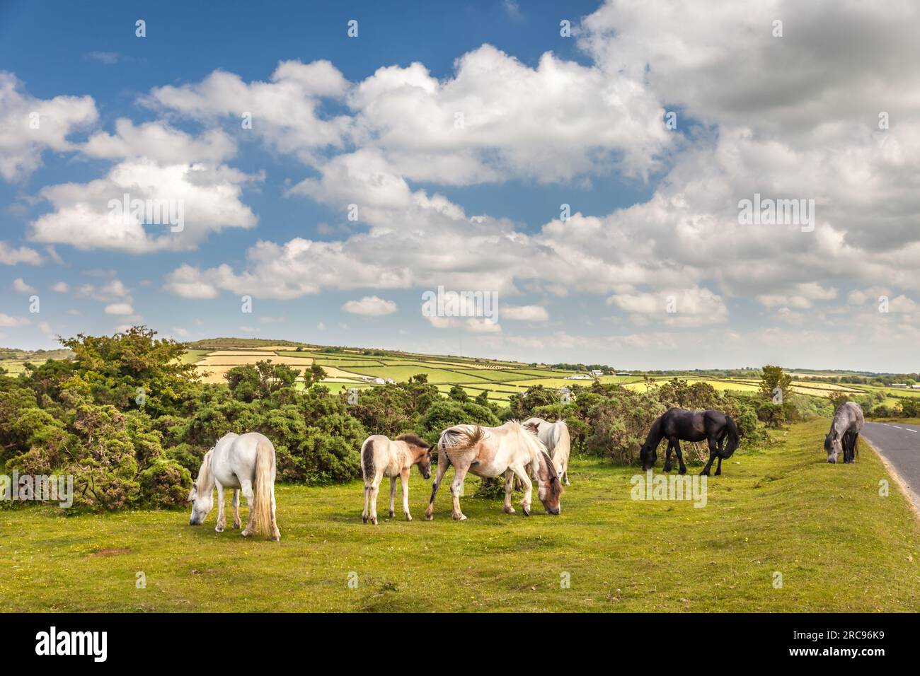 Geografia / viaggi, Gran Bretagna, Cornovaglia, St. Neots, selvaggio Bodmin Bog Pony a St. NEOTS, CORNOVAGLIA, ULTERIORI-DIRITTI-CLEARANCE-INFO-NON-DISPONIBILI Foto Stock