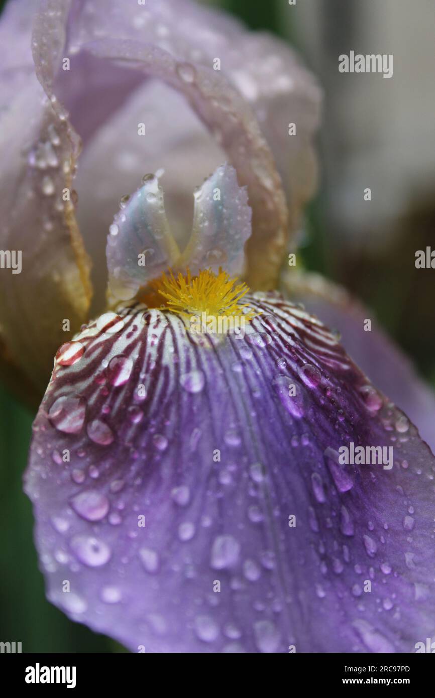 Petalo iris viola in fiore con gocce di pioggia Closeup Foto Stock