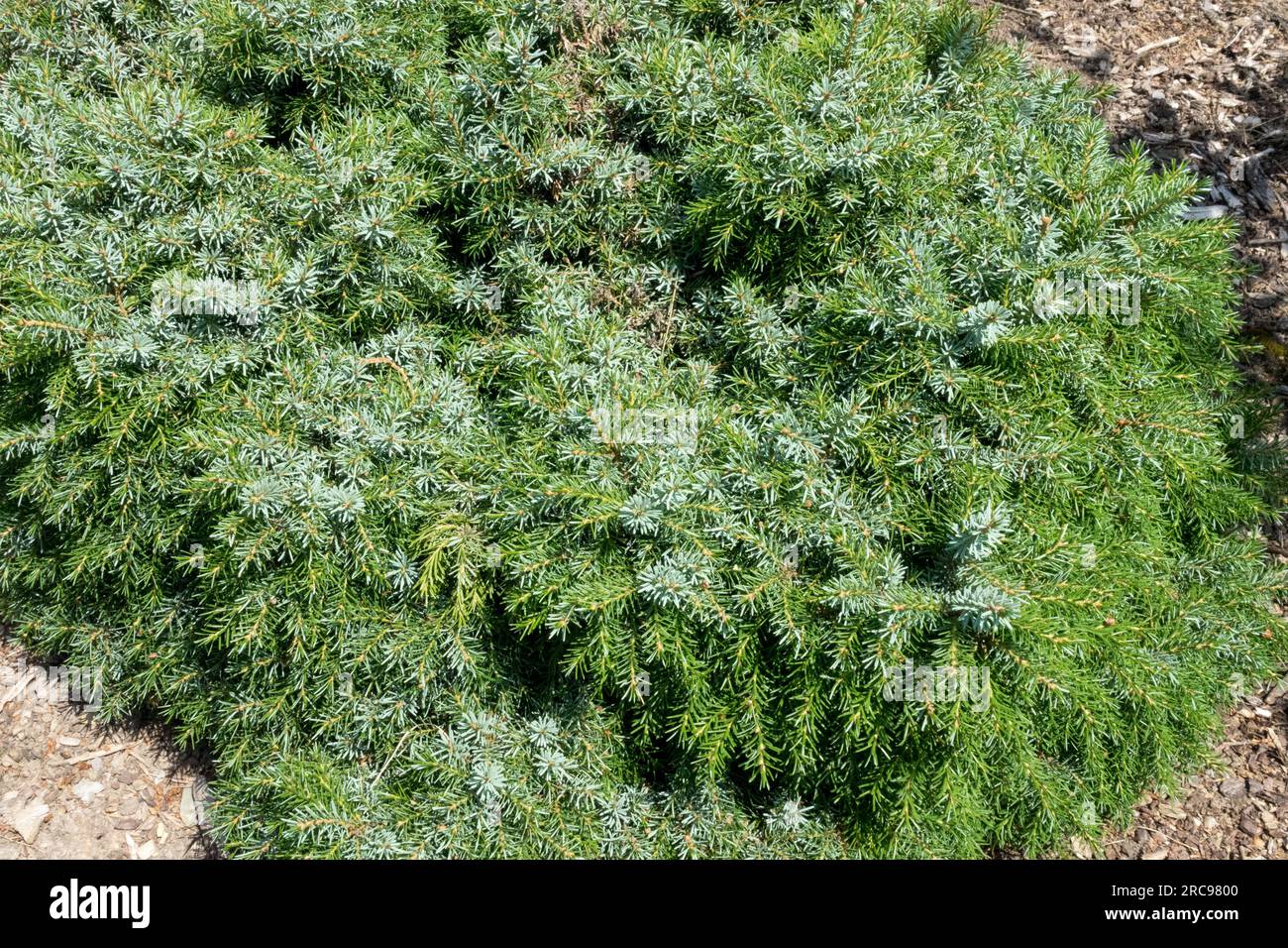 Abete rosso serbo, Picea omorika "Treblitzsch", cultivar basso, da sferico a piramidale, molto compatto Foto Stock