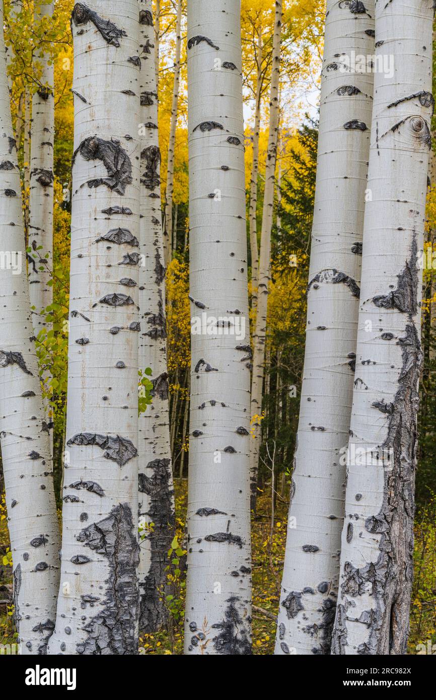 Colore autunnale negli alberi di Aspen vicino a Telluride, Colorado. Foto Stock