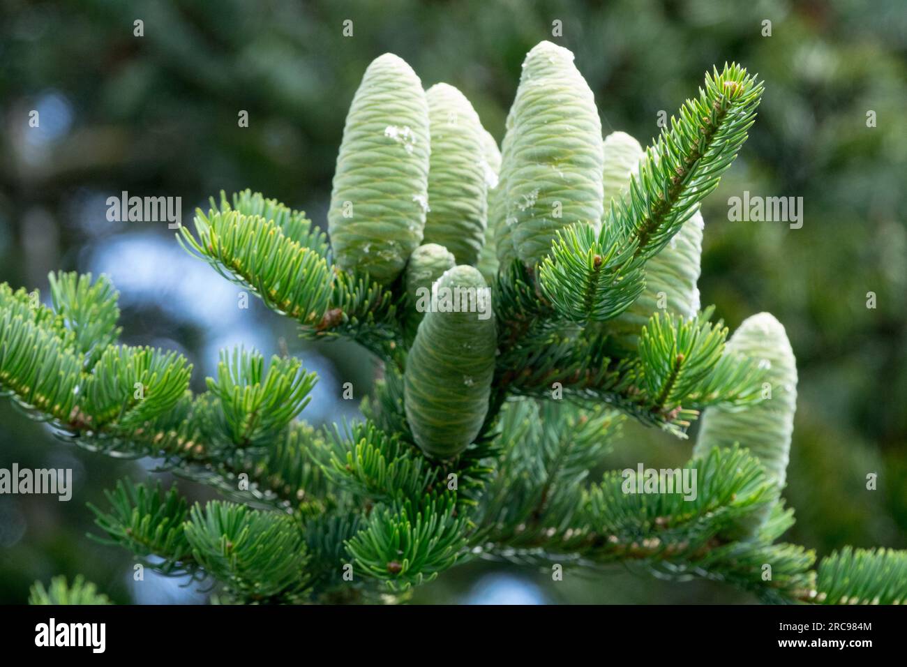 Abete manciuriano, coni, Abies holophylla Needle Fir, coni Abies all'estremità del ramo Foto Stock