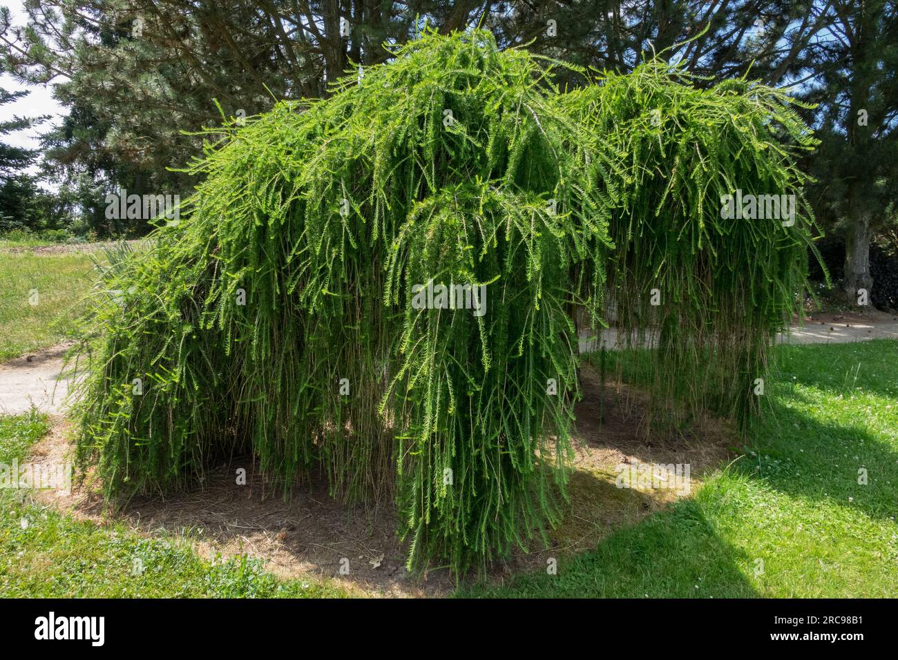 Tamarack Larch, Larix laricina Hackmatack, American Larch Larix laricina "Repens" Foto Stock