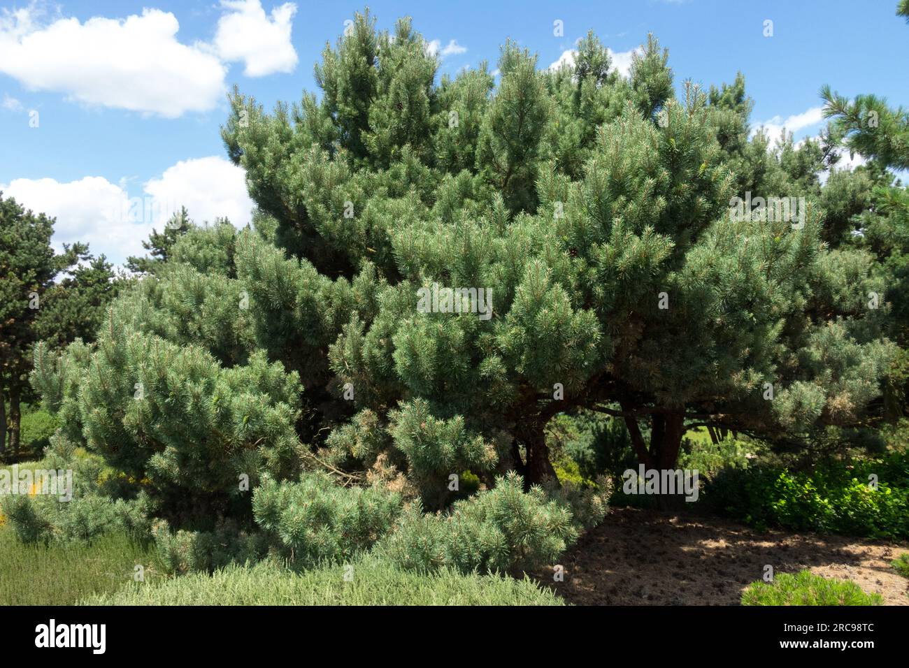 Vecchio albero di Pinus sylvestris "Nana", pino scozzese che spalanca la corona bassa degli alberi Foto Stock