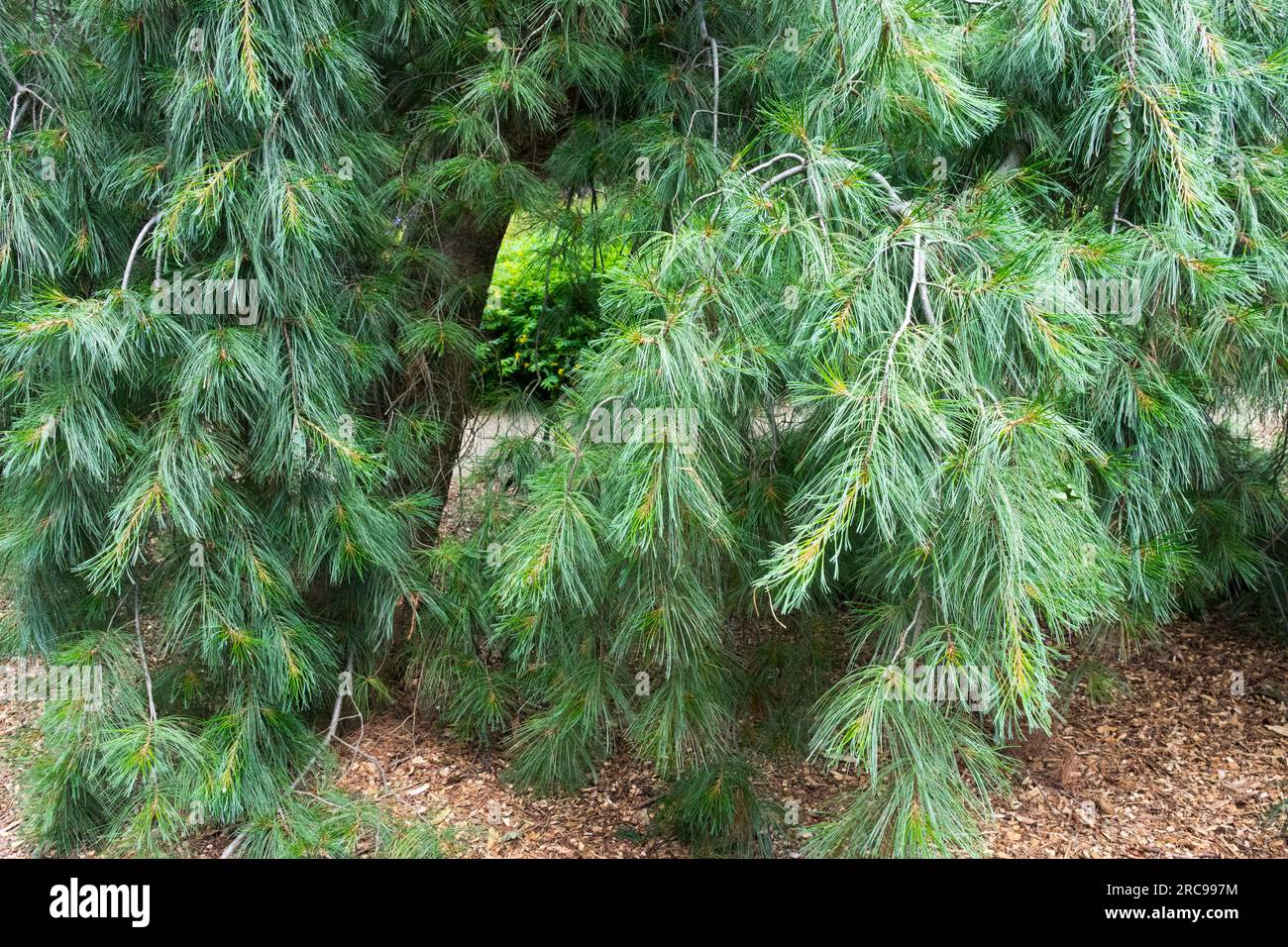 Pino bianco piangente Pinus strobus 'Pendulaa' in giardino Foto Stock