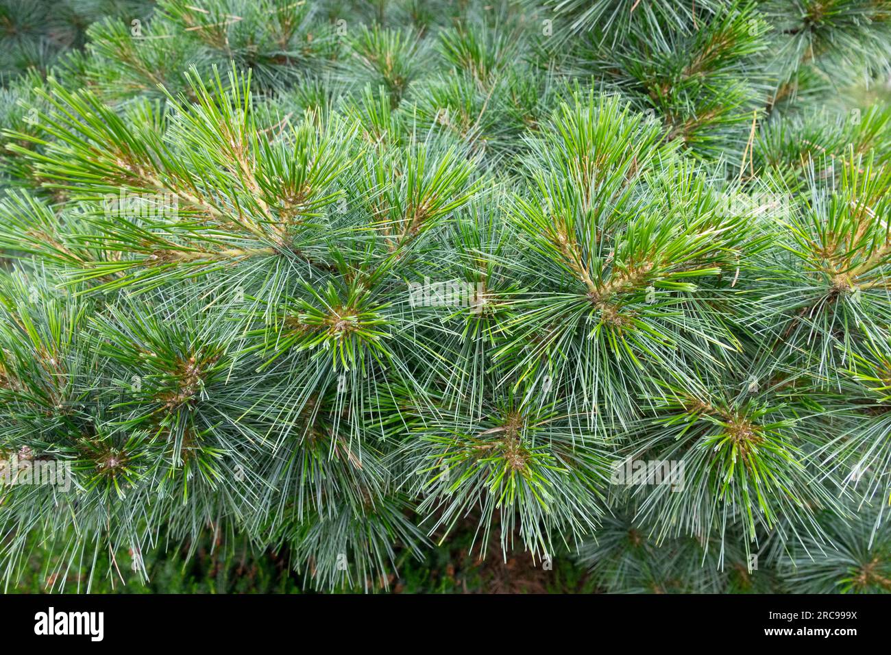 Eastern White Pine Pinus strobus "Densa" Foto Stock