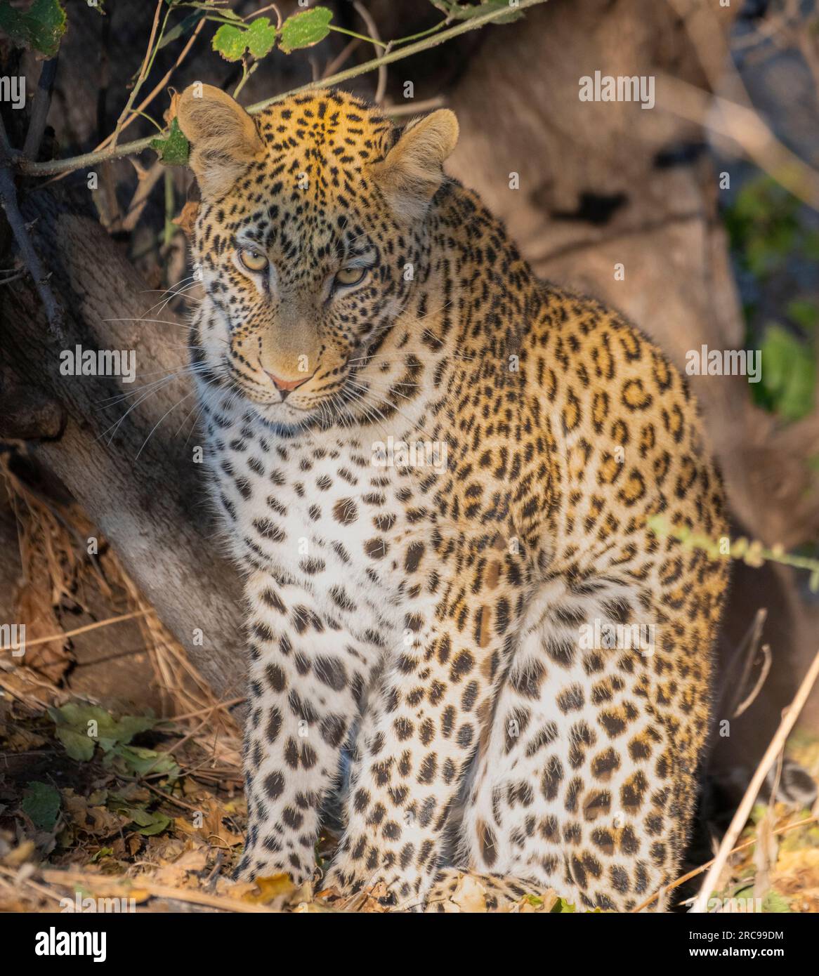 Leopardo nella riserva di caccia Mashatu Euphorbia in Botswana. Foto Stock