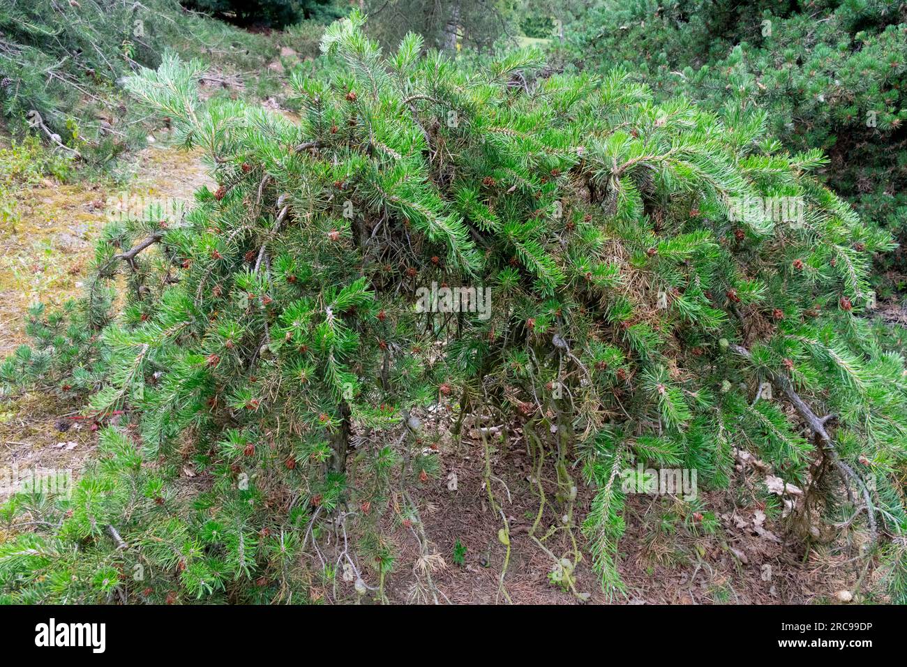 Jack Pine Pinus banksiana 'Nana' Low, Growth, Conifer, Garden Foto Stock
