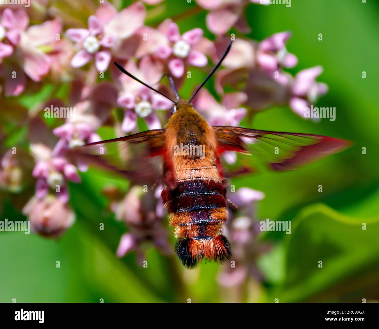 Hummingbird Clear Wing Moth vista ravvicinata sul retro che fluttua su una pianta di alghe lattiere e beve nettare con uno sfondo sfocato nel suo habitat. Foto Stock