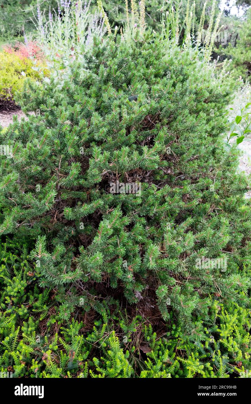 Jack Pine, Pinus banksiana "Chippewa" in giardino Foto Stock