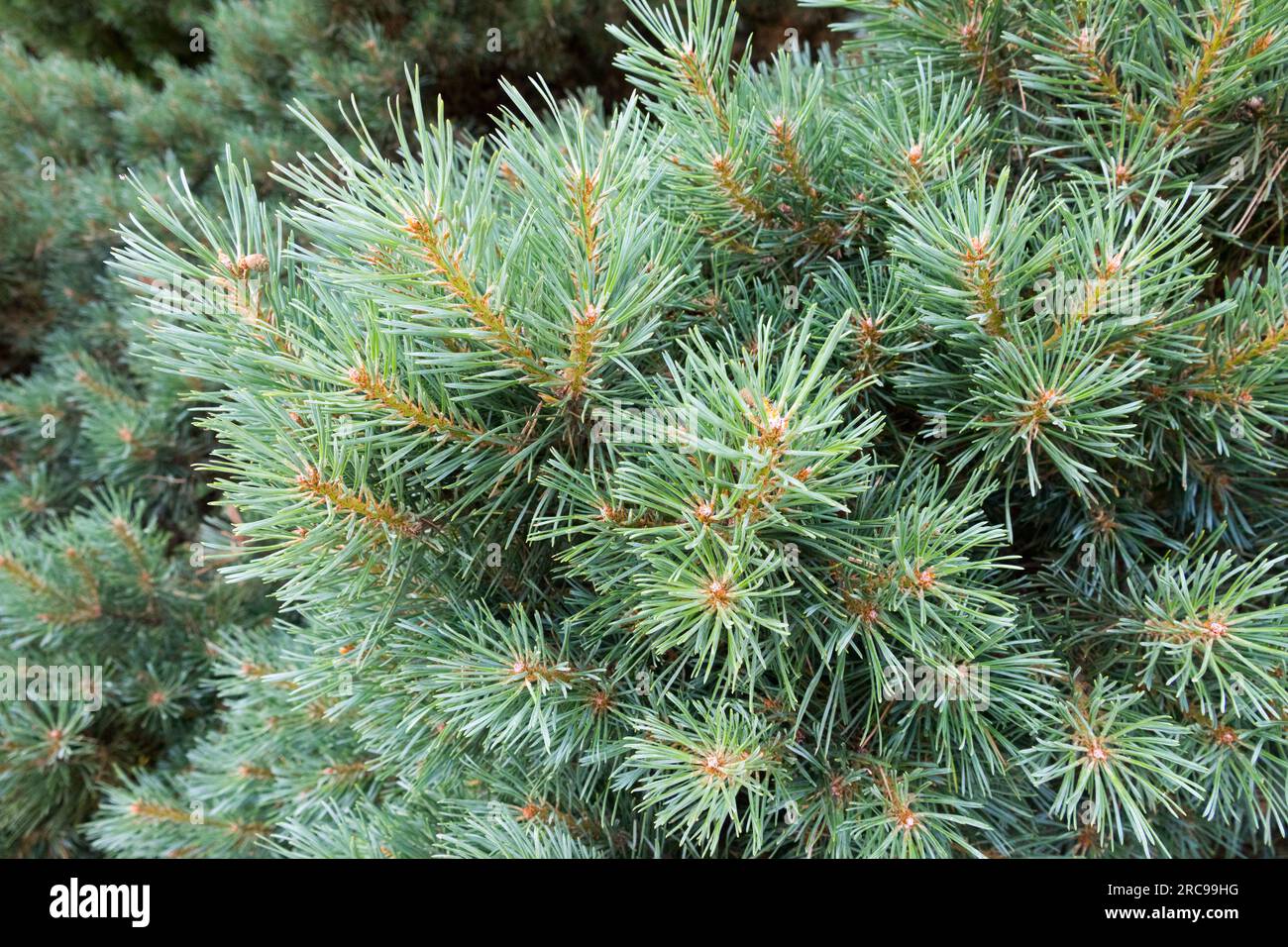 Pino Scots, Pinus sylvestris "Watereri", aghi, ramificazione dell'ago Pinus sylvestris Foto Stock