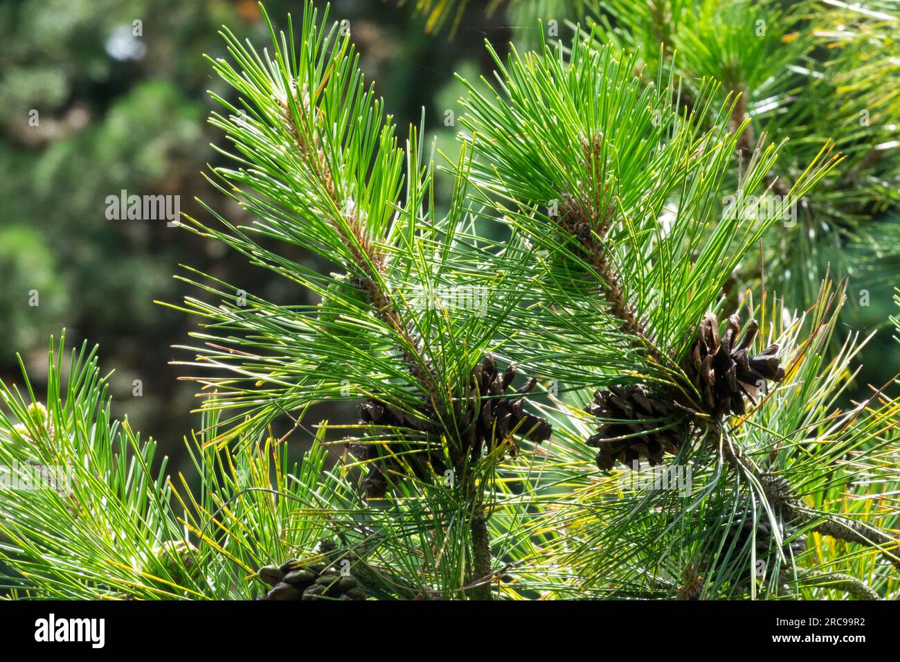 Pino cinese, Pinus hwangshanensis, pino Huangshan Foto Stock