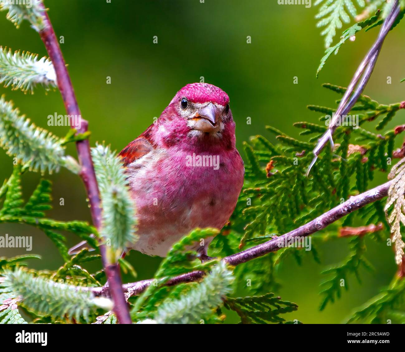 Vista frontale da vicino maschio del Finch viola appollaiato su un ramo di cedro con nell'ambiente che mostra il piumaggio di piume rosse. Finch Portrait (Ritratto Finch) Immagine. Foto Stock