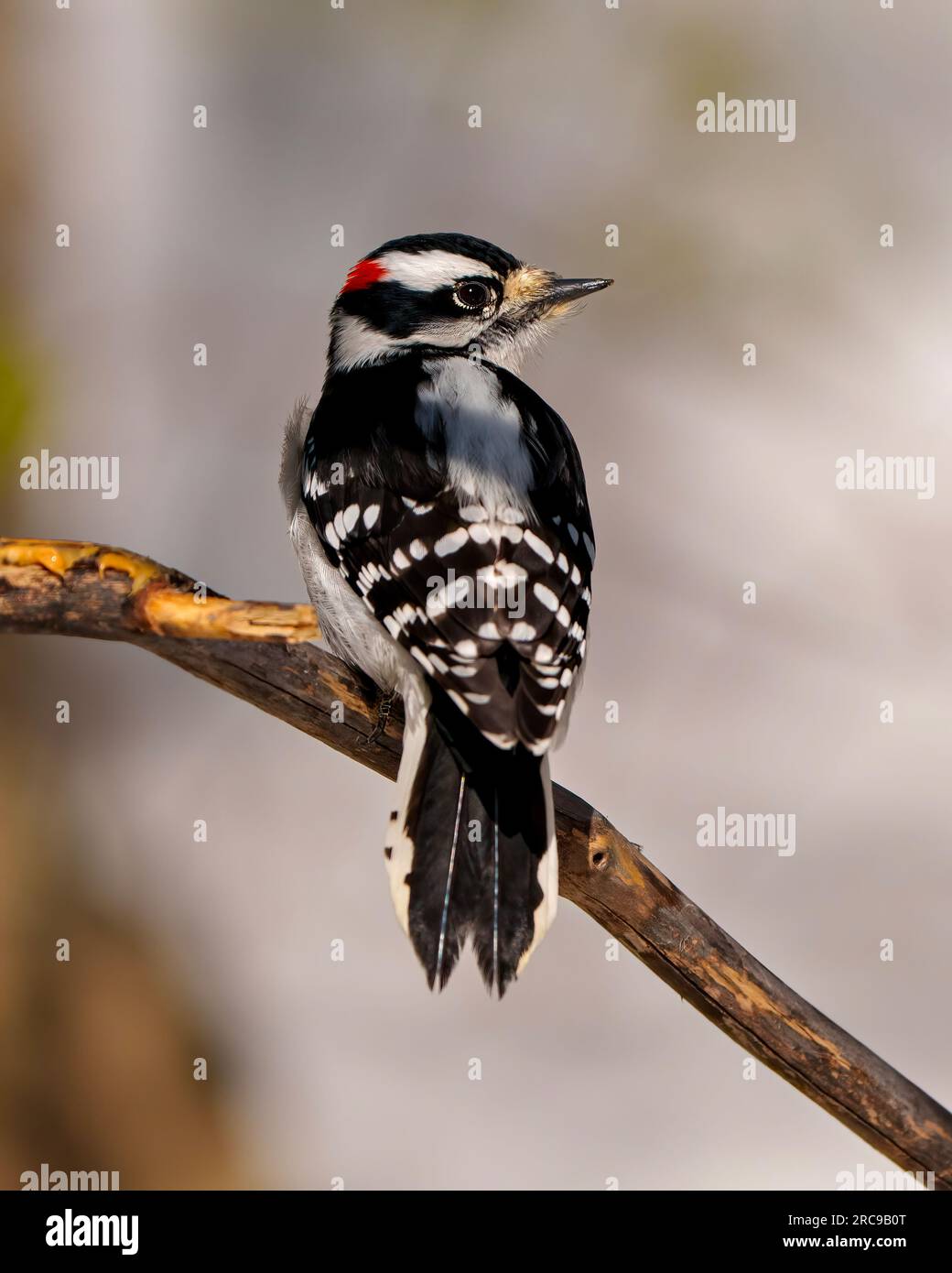 Vista posteriore maschile Woodpecker su un ramo dell'albero con uno sfondo sfocato nell'ambiente e nell'habitat che presenta piumaggi di piume bianche e nere. Foto Stock