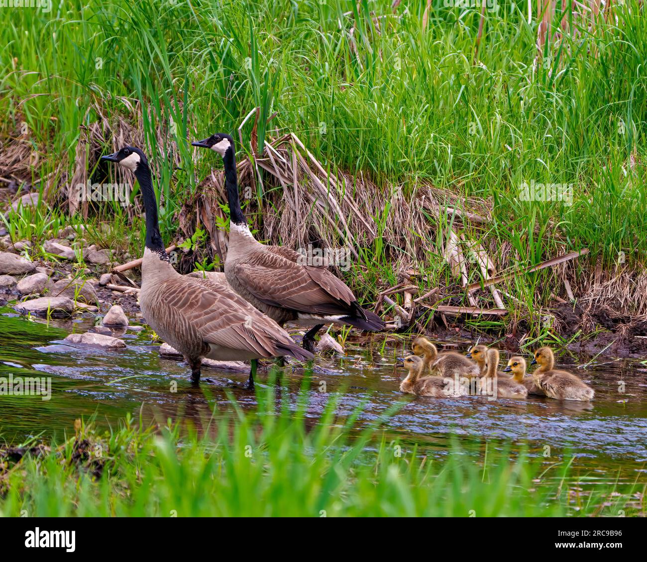 Canadian Goose with gosling Babies che nuotano nel fiume con una vista ravvicinata dell'ambiente e del loro habitat e che proteggono i loro bambini. Foto Stock