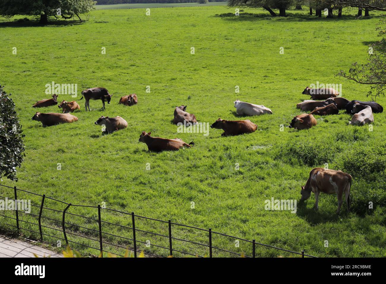 Cows si rilassano a Brodsworth Hall, Nr Doncaster, Regno Unito Foto Stock