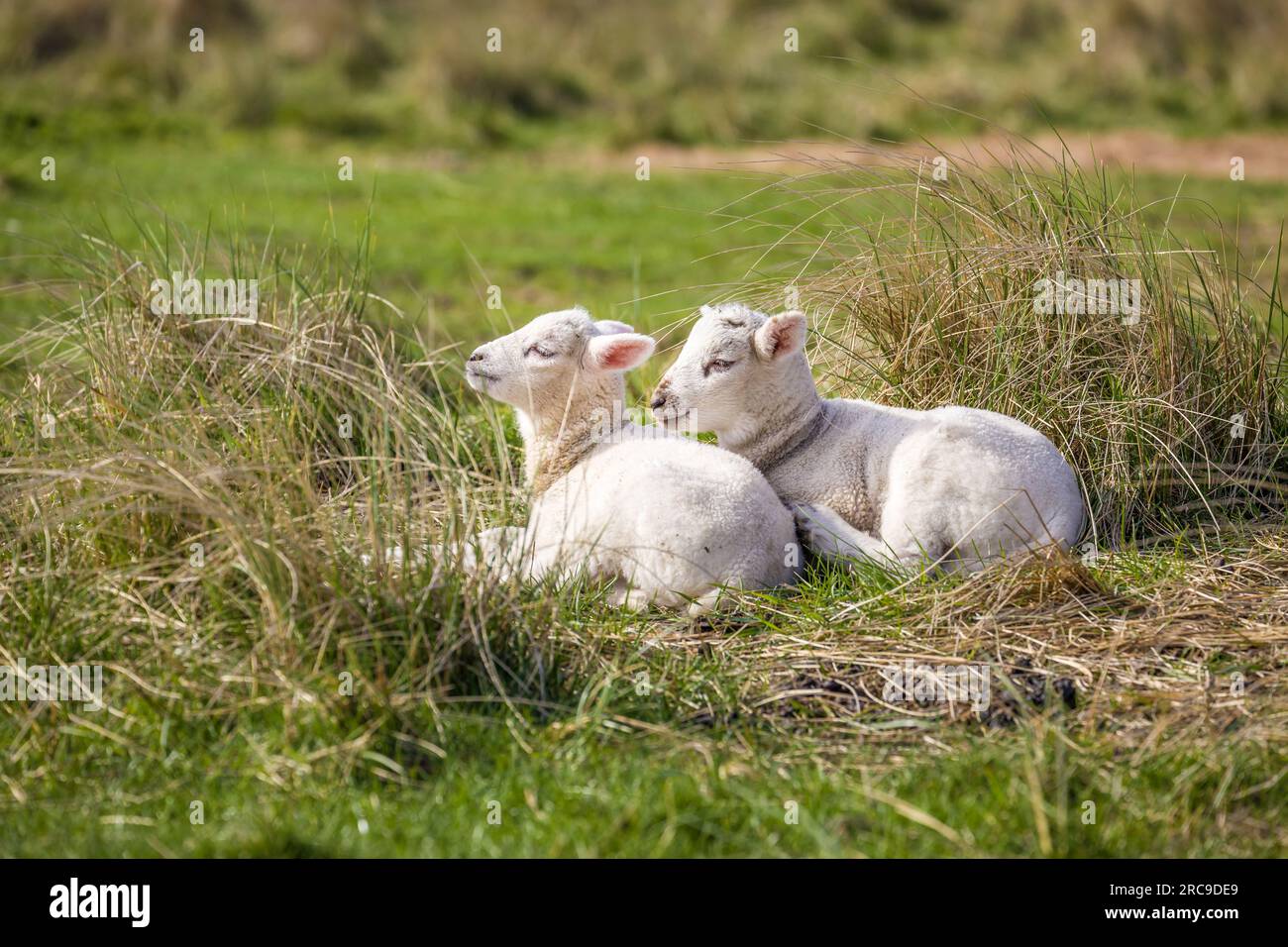 Zoologia, mammiferi (mammalia), pecore nella riserva naturale gomito, Sylt, Schleswig-Holstein, Germania, ADDITIONAL-RIGHTS-CLEARANCE-INFO-NOT-AVAILABLE Foto Stock