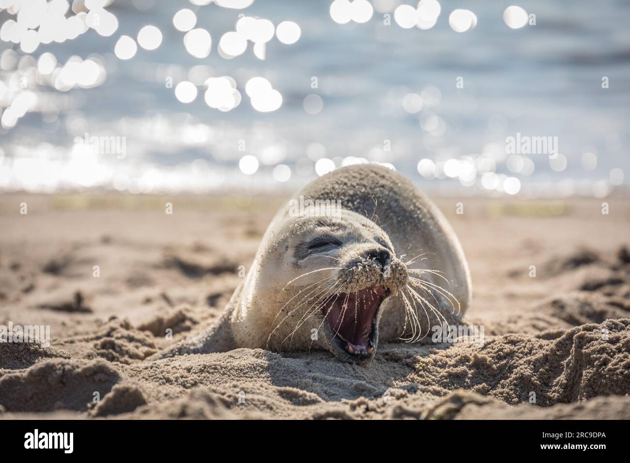 Zoologia, mammiferi (mammalia), foca sulla spiaggia orientale di List, Sylt, Schleswig-Holstein, Germania, ADDITIONAL-RIGHTS-CLEARANCE-INFO-NOT-AVAILABLE Foto Stock