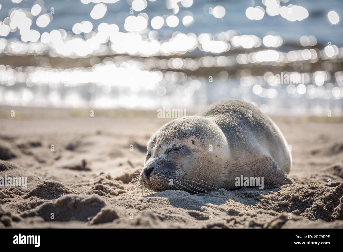 Zoologia, mammiferi (mammalia), foca sulla spiaggia orientale di List, Sylt, Schleswig-Holstein, Germania, ADDITIONAL-RIGHTS-CLEARANCE-INFO-NOT-AVAILABLE Foto Stock