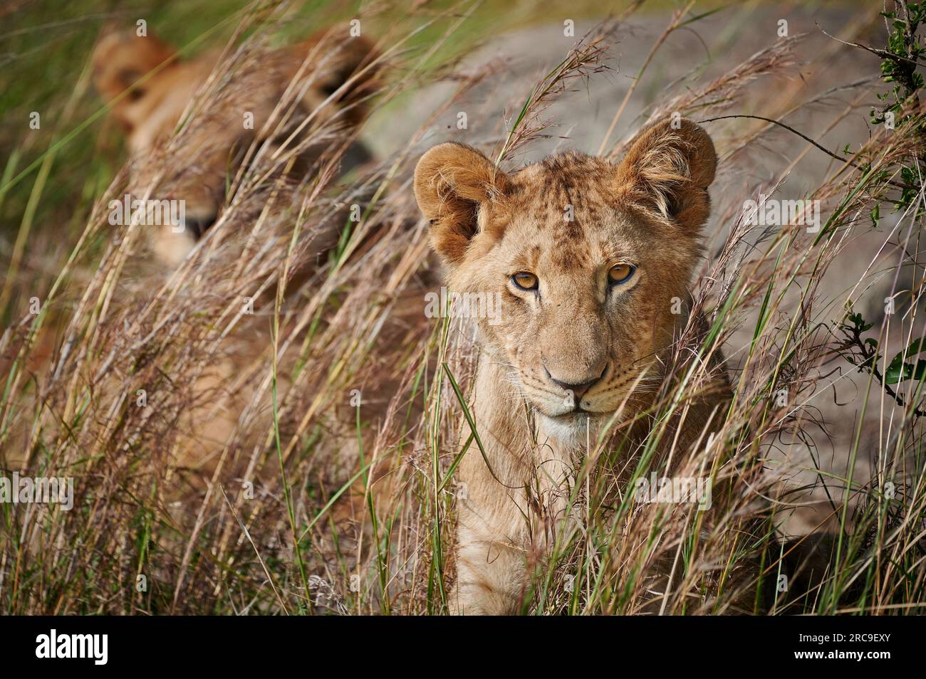 junger Löwe, Panthera Leo, Serengeti Nationalpark, Unesco-Weltkulturerbe, Tansania, Afrika |leone giovane, Panthera leo, Parco Nazionale Serengeti, UNESCO Foto Stock