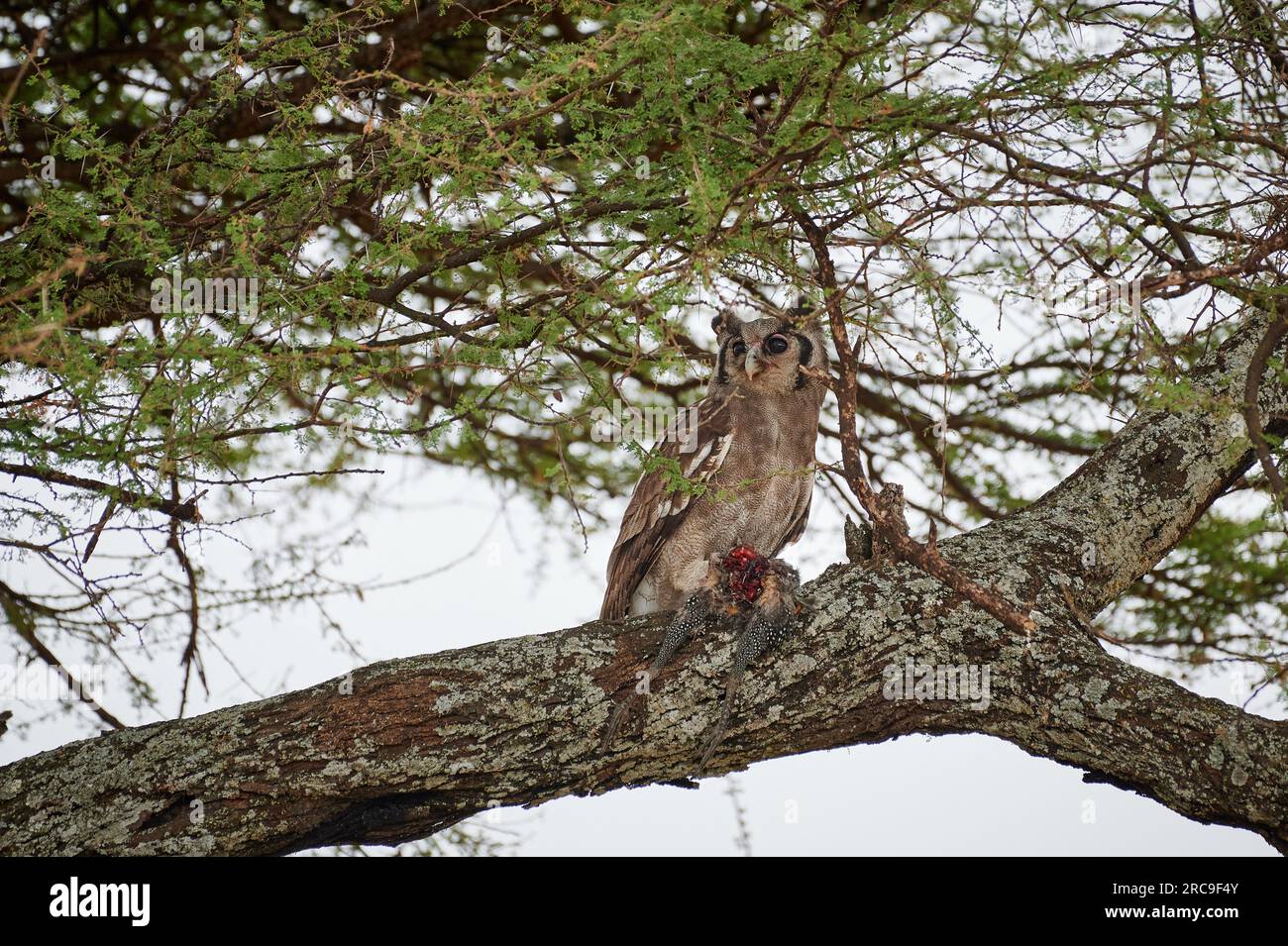 Milchuhu (Bubo lacteus), auch Blassuhu genannt mit Perlhuhn als Beute auf AST, Parco Nazionale Tarangire, Tansania, Afrika |gufo-aquila di Verreaux (Bubo l Foto Stock