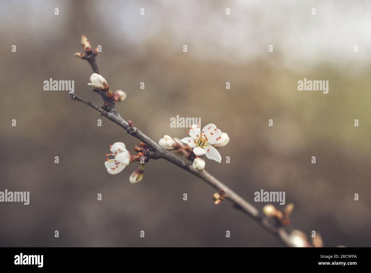 Blühender Schlehdorn (Prunus spinosa) Foto Stock