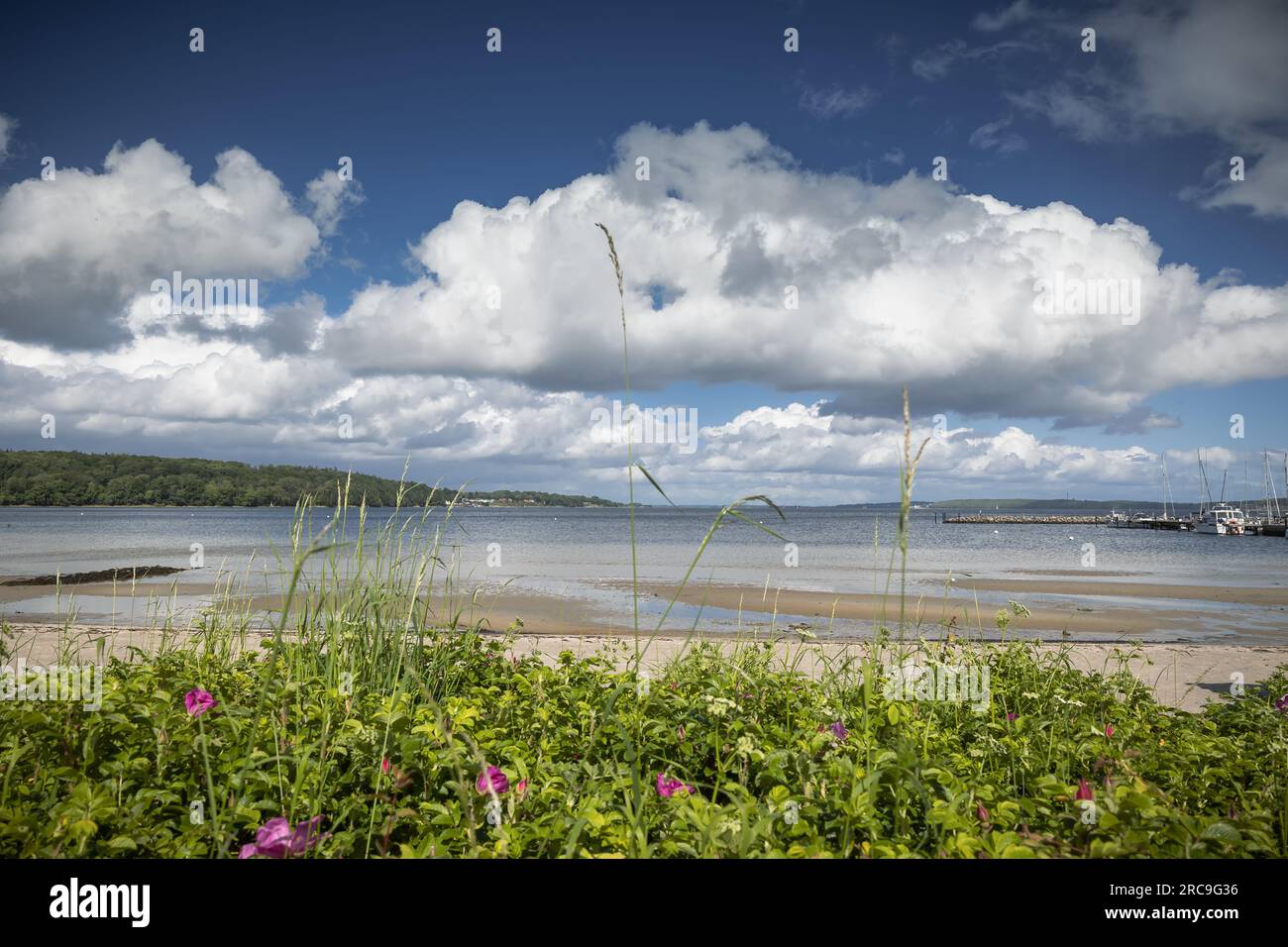 Blick über blühende Wildrosen auf den Strand von Wassersleben an der Flensburger Förde. Foto Stock