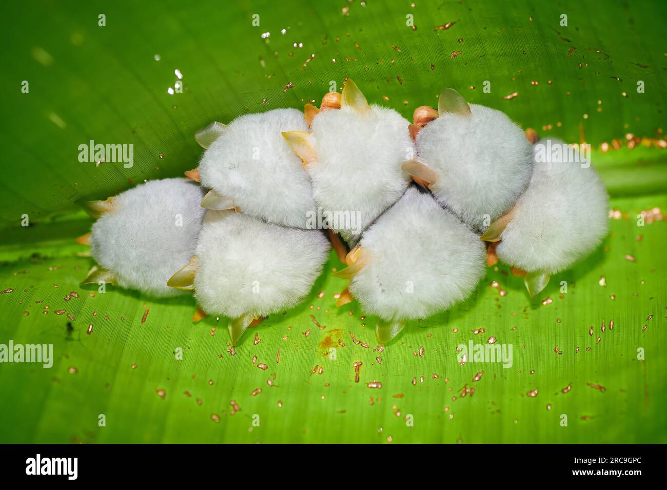 Schlafende Weiße Fledermaus (Ectophylla alba) auch Gelbohrfledermaus oder Honduras-Zwergfledermaus, Nationalpark Braulio Carrillo, Costa Rica, Zentral Foto Stock