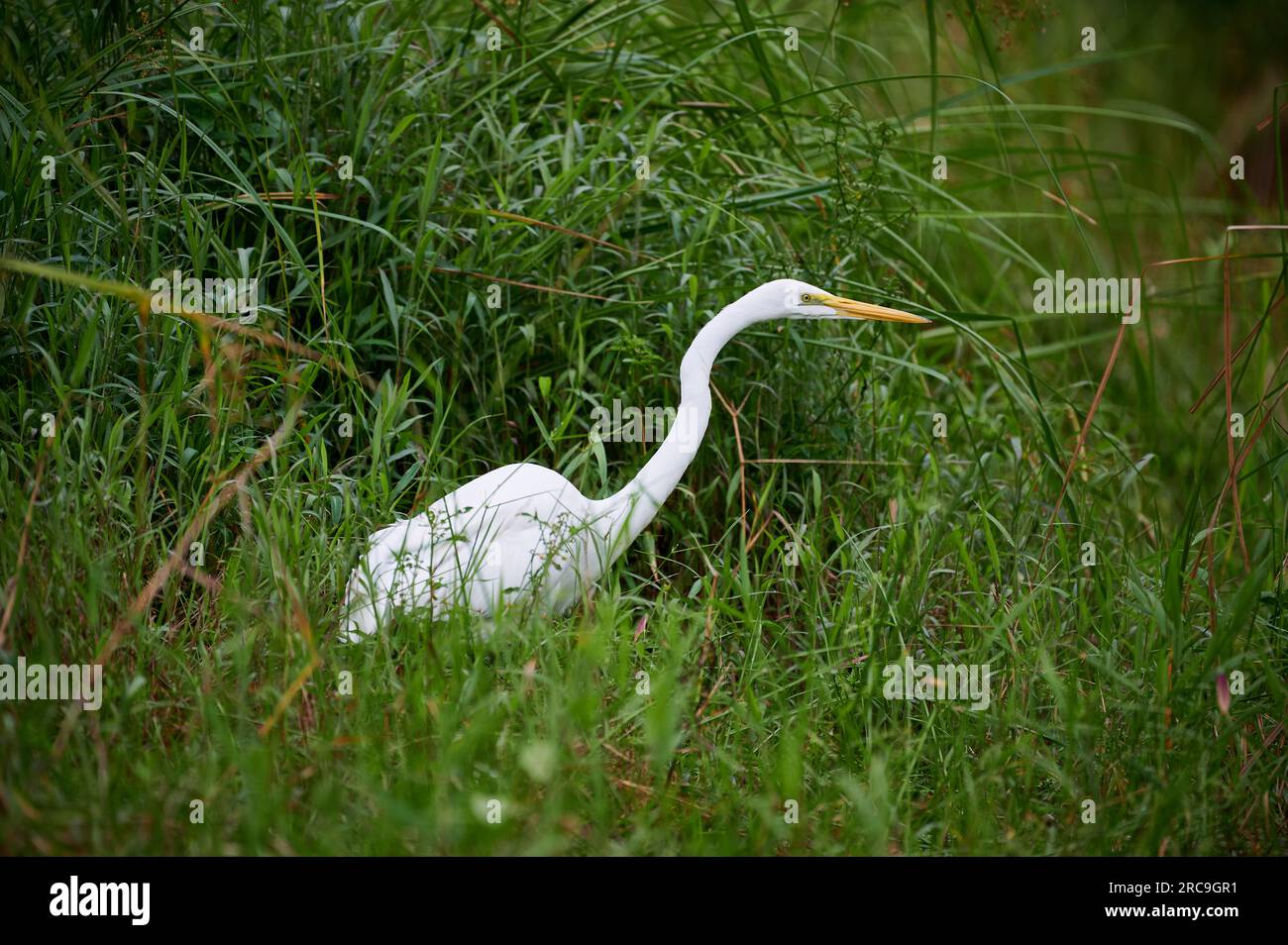 Silberreiher (Ardea alba), Maquenque Eco Lodge, Costa Rica, Zentralamerika | grande egret (Ardea alba), noto anche come l'egret comune, grande egret, o Foto Stock