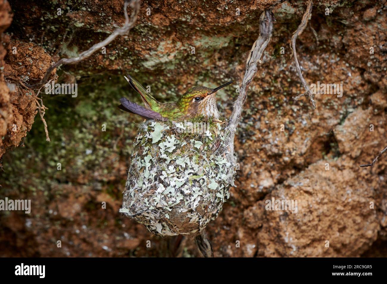 Weibliches Orangekehlelfe (Selasphorus scintilla) auf Nest, San Gerardo de Dota, Costa Rica, Zentralamerika |colibrì scintillante femminile (Selaspho Foto Stock