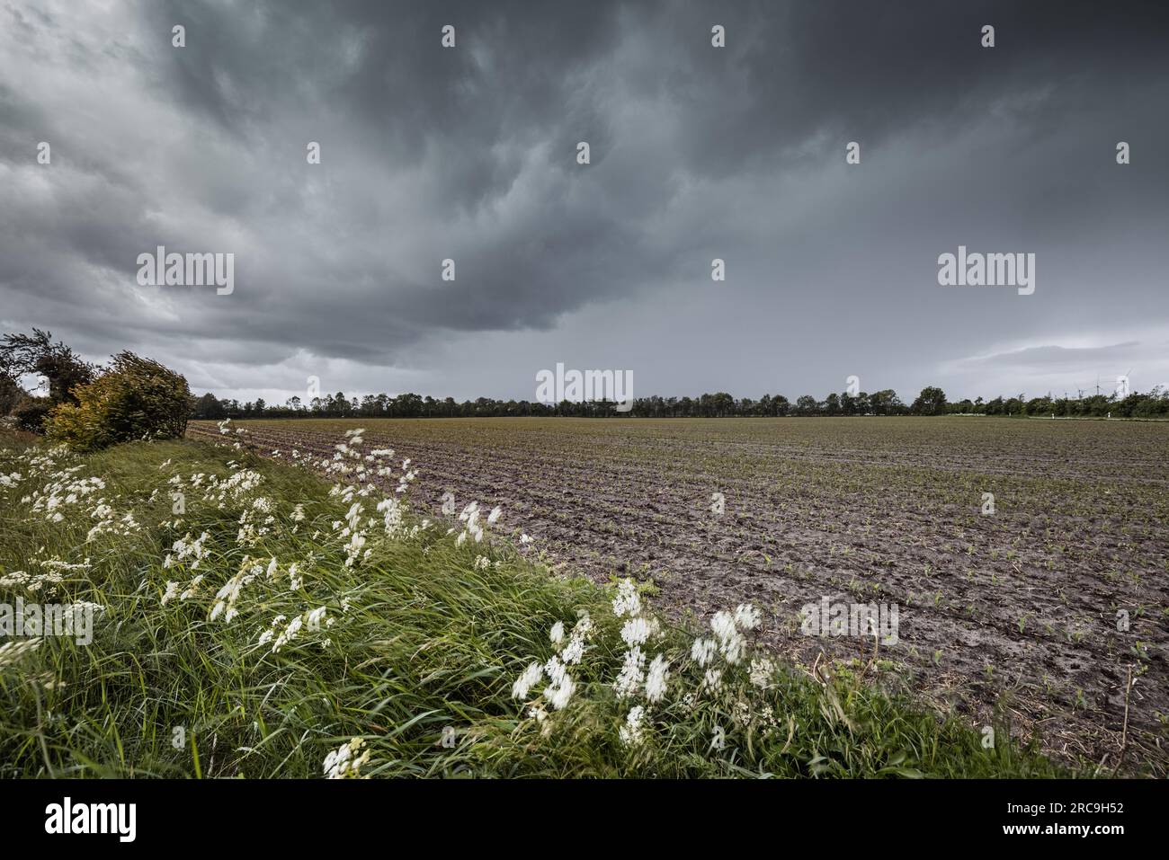 Bedrohliche Regenwolken ziehen über Ackerland in Schleswig-Holstein nahe der dänischen Grenze. Der kräftige Wind fährt durch blühende Gierschstängel A. Foto Stock