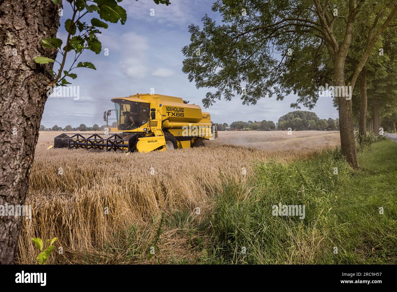 Großer Mähdrescher mäht Getreide auf einem Weizenfeld a Neuendeich Foto Stock