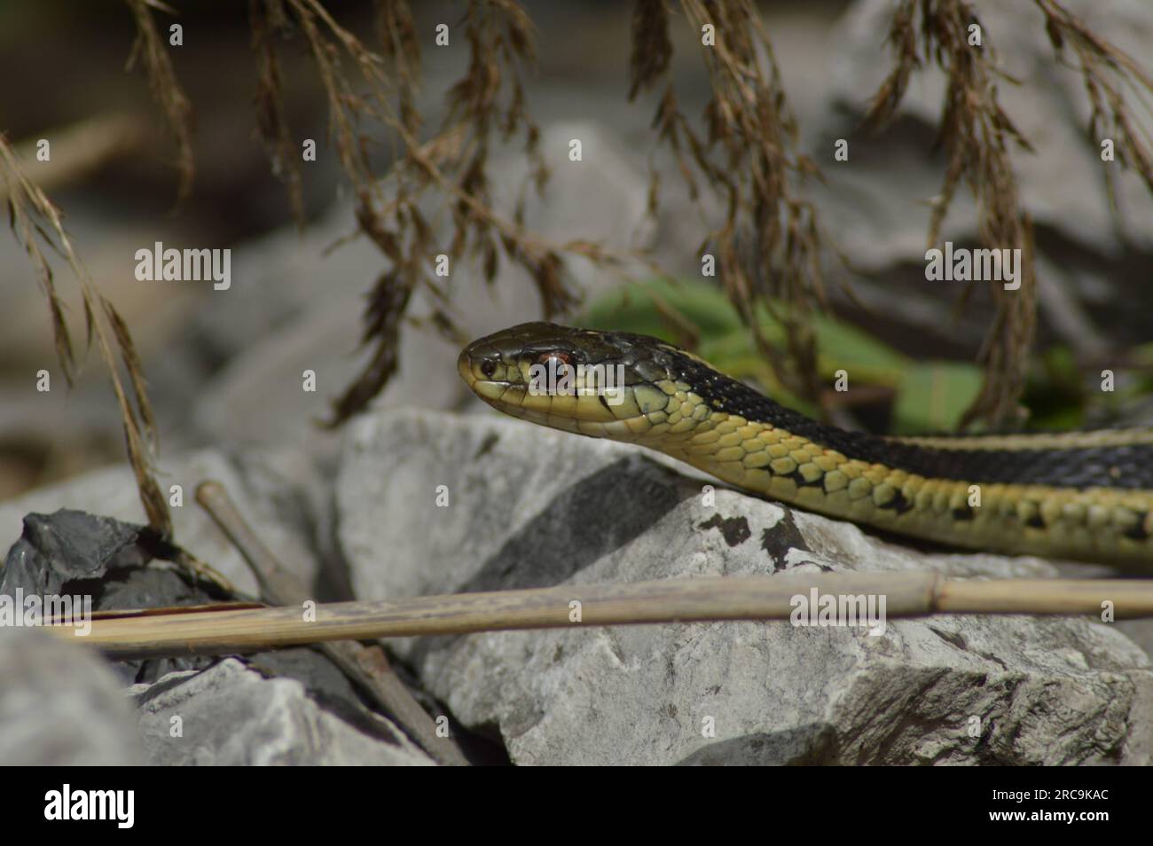 Serpente della giarrettiera che scivola su alcune rocce Foto Stock